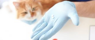 Ветеринарные препараты для домашних питомцев