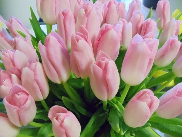 Сорта и особенности разведения розовых тюльпанов