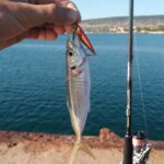 Джиг с берега в Крыму: ставрида и скорпена на микроджиг, точная проводка по уступам и флюор 0.18-0.25 у волнорезов и плато