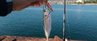Джиг с берега в Крыму: ставрида и скорпена на микроджиг, точная проводка по уступам и флюор 0.18-0.25 у волнорезов и плато